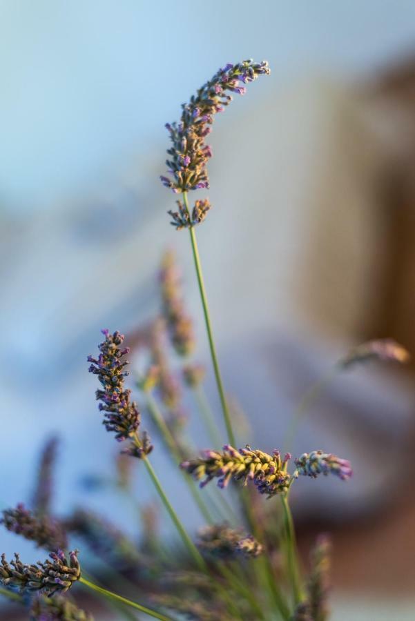 Mas De L'Arrivette Bed & Breakfast Saint-Genies-de-Comolas ภายนอก รูปภาพ